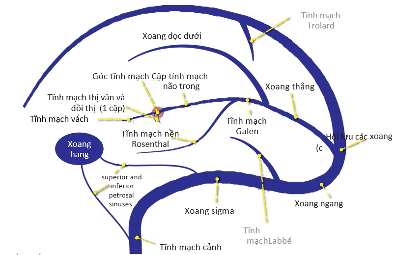 7. Phòng Ngừa Các Bệnh Về Tĩnh Mạch Não