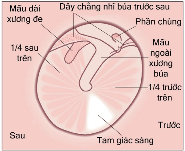 Tam giác sáng màng nhĩ: Hiểu biết và Giải đáp từ Chuyên gia